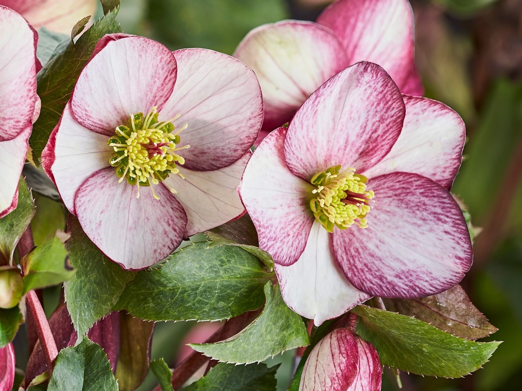 Helleborus HGC Ice n Roses 'Rosado'