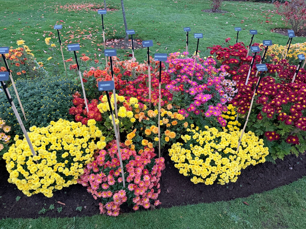 On Line Chrysanthemum publication