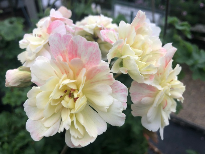 Local, National and International Societies