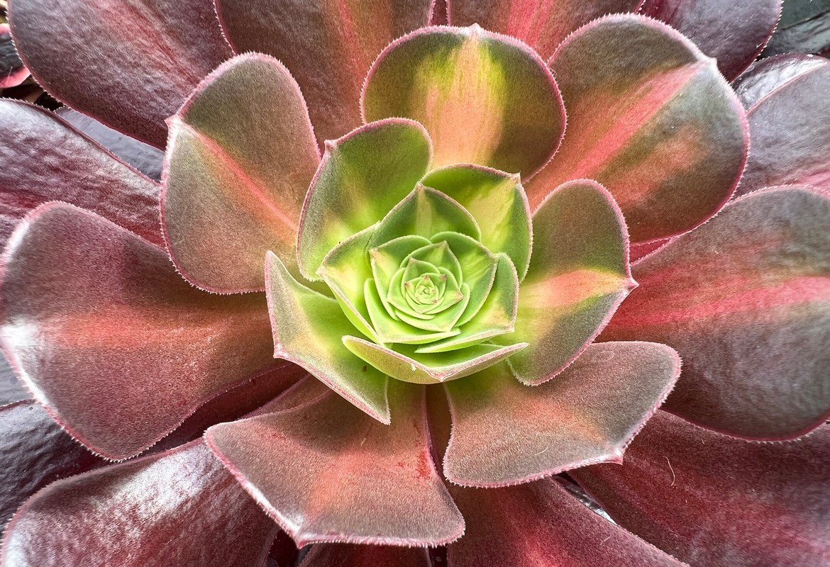 Aeoniums - List of New Variegates and Suppliers