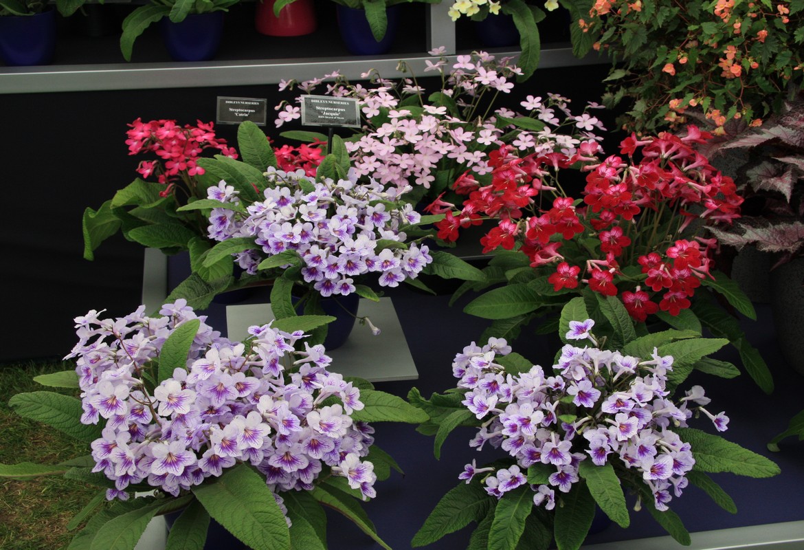 Streptocarpus Their Care And Cultivation