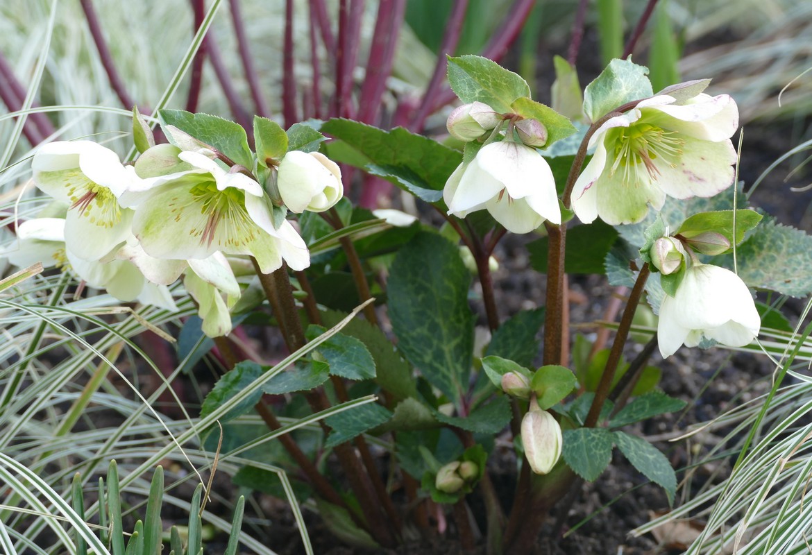 Gardening News, Advice, Tips, and Jobs For January 2026