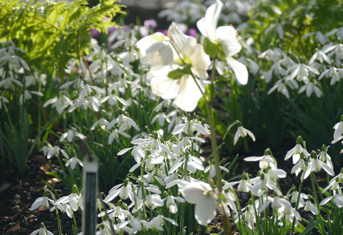 Gardening News, Advice, Tips, and Jobs For January 2026