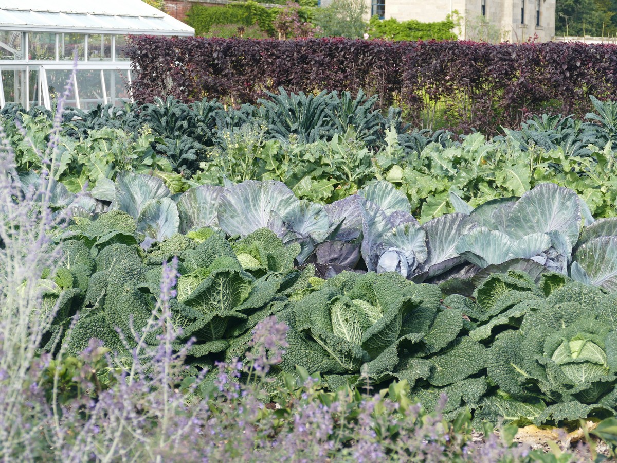 Vegetable Garden in September