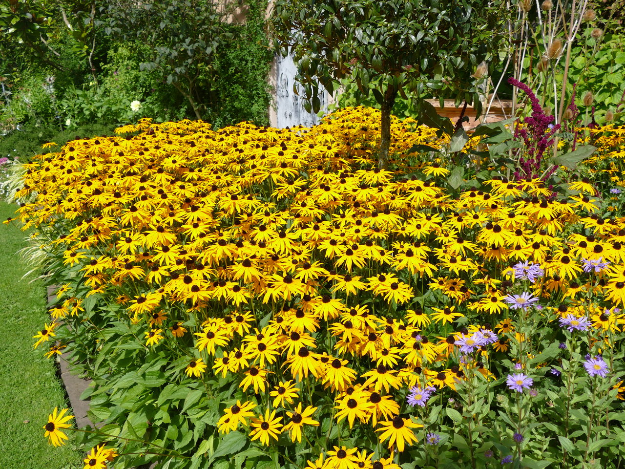 P1450817 John Masseys Gdn Ashwood 