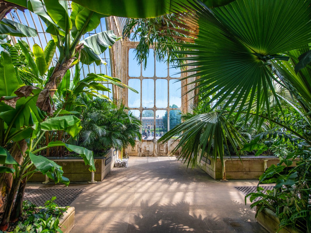 09.-palm-house-interior---ines-stuart-davidson-C-board-of-trustees-rbg-kew