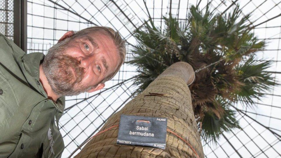 200 Year old Palm in way Of progress to be felled