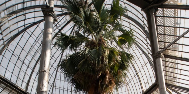 200 year old palm edinburgh botanics 1