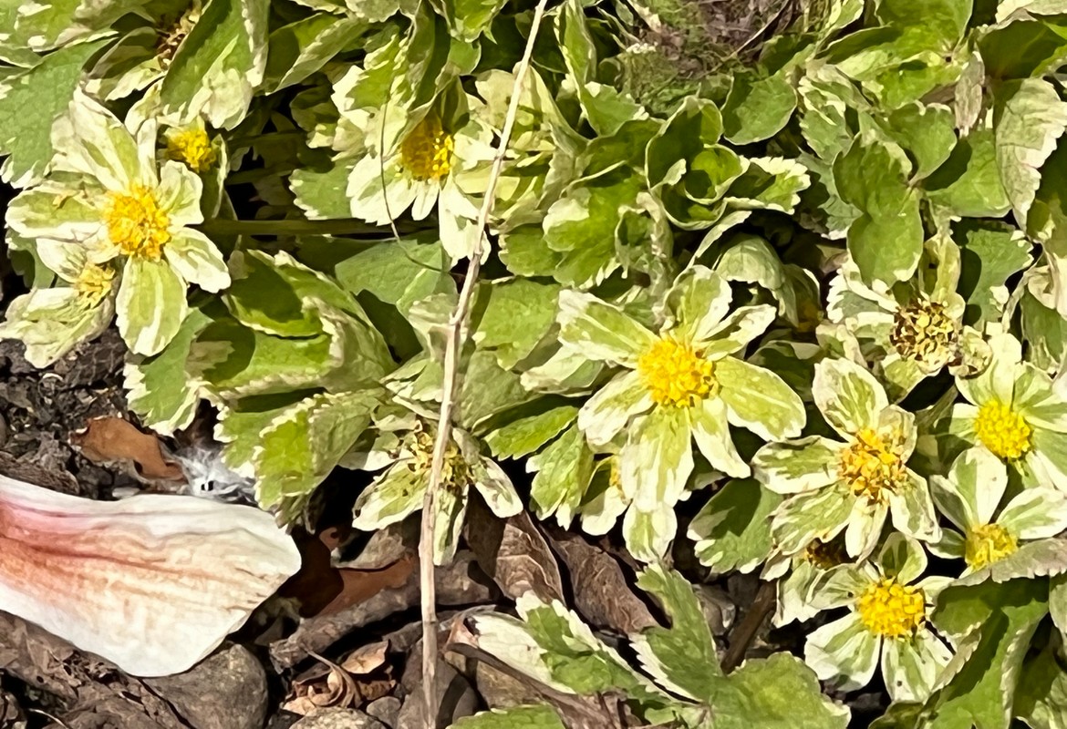 Hacquetia epipactis 'Thor'    