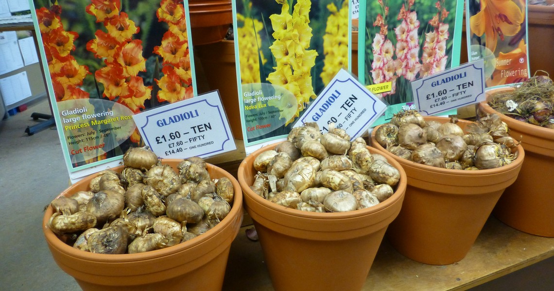 Bulbs for all the year round colour