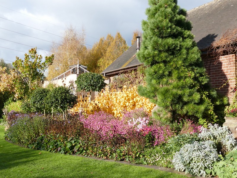 Gardening News Advice Tips and jobs For November 2024