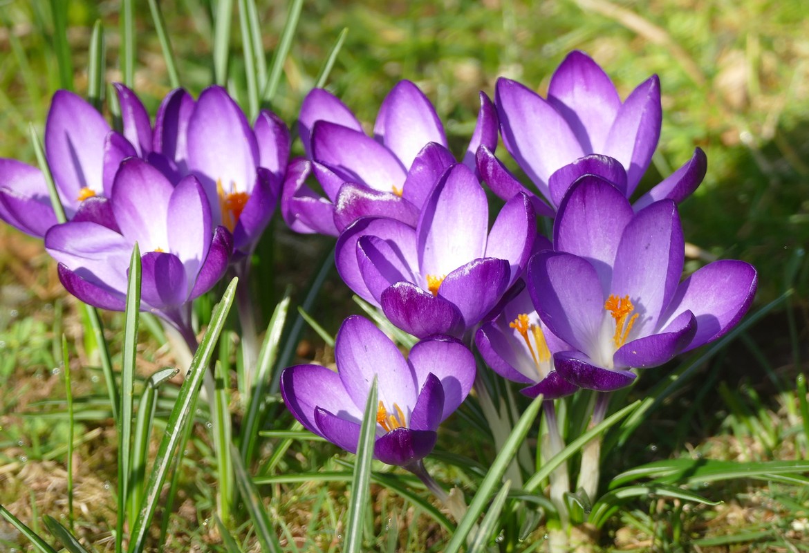 Gardening News, Advice Tips and Jobs for February 2026