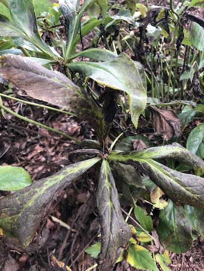 Helleborus Problems, Pests, Diseases and Disorders