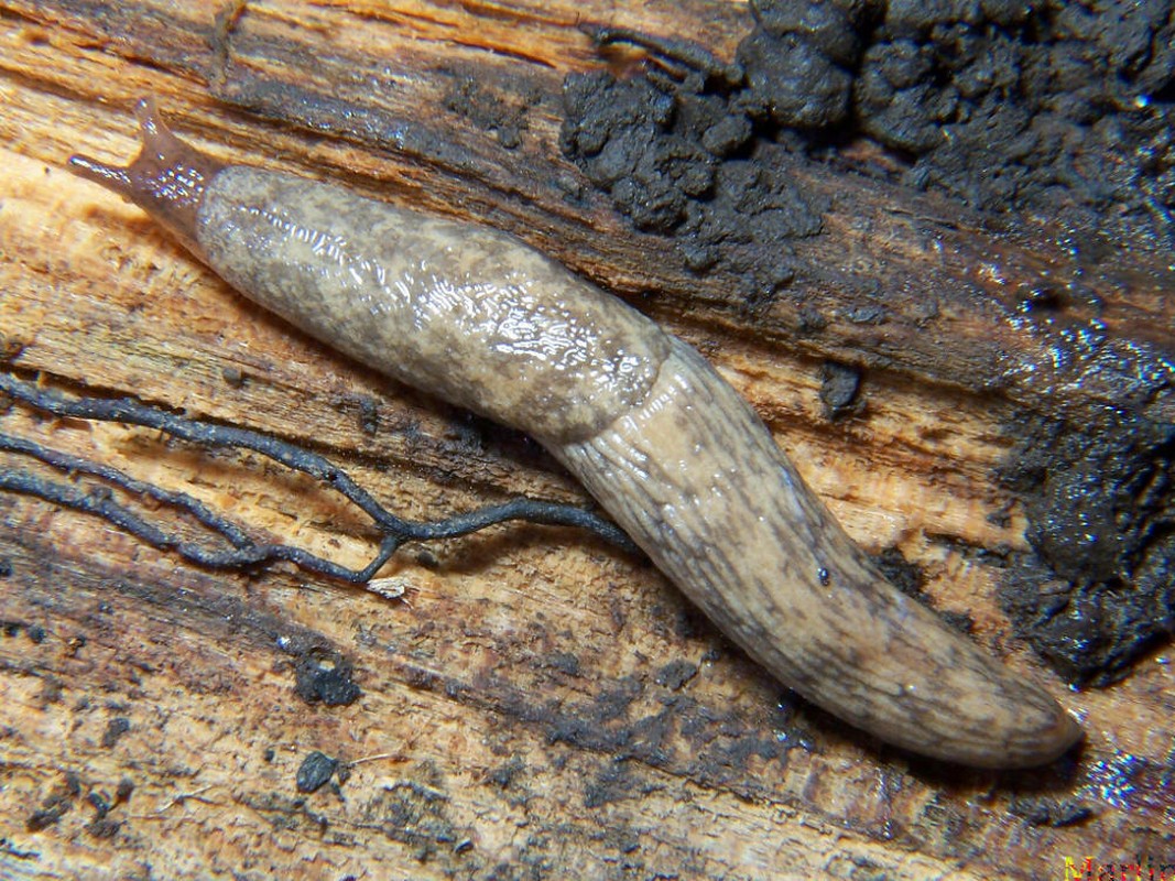 adult_slug_