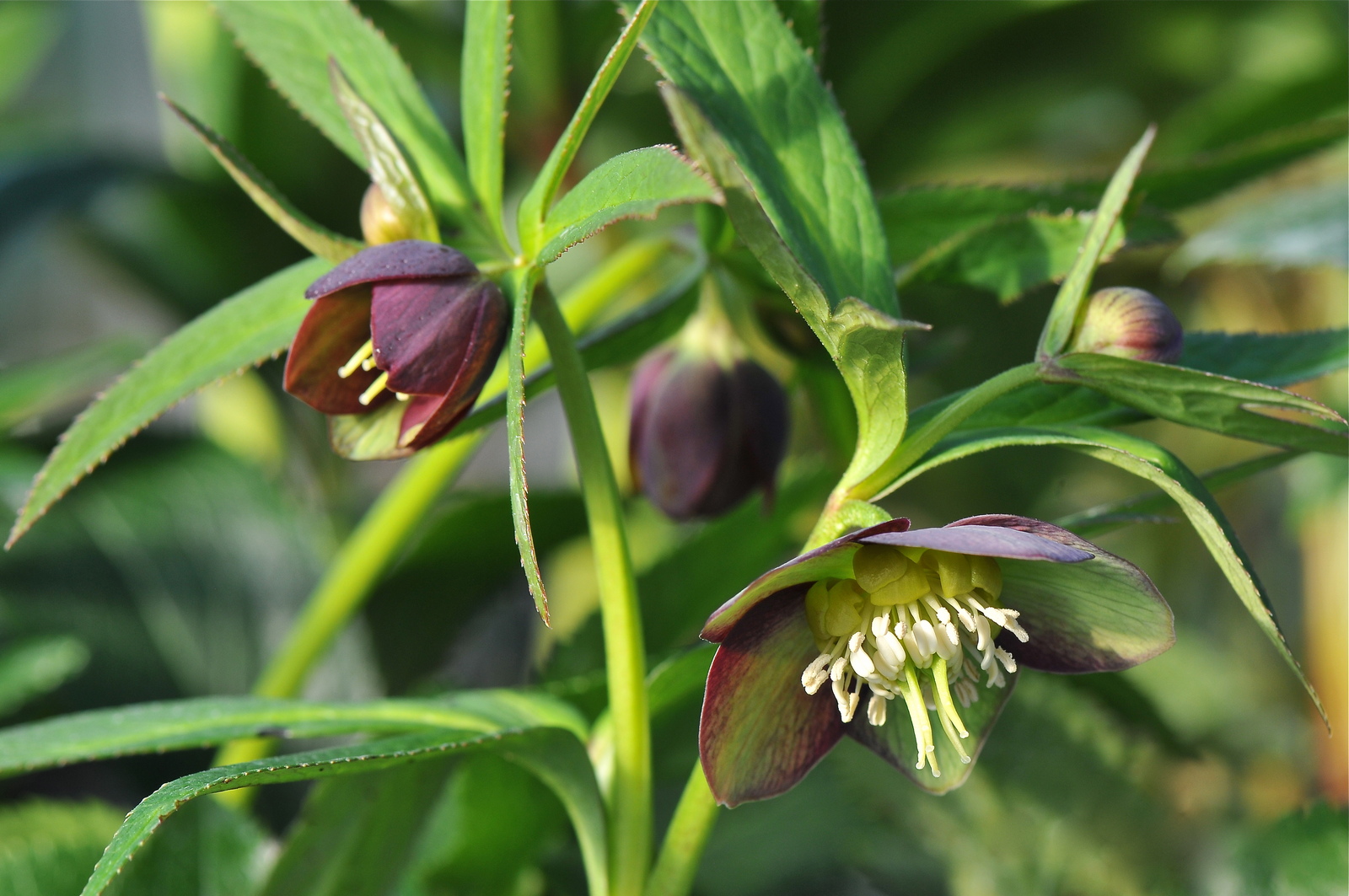 Hellebores Species and Forms