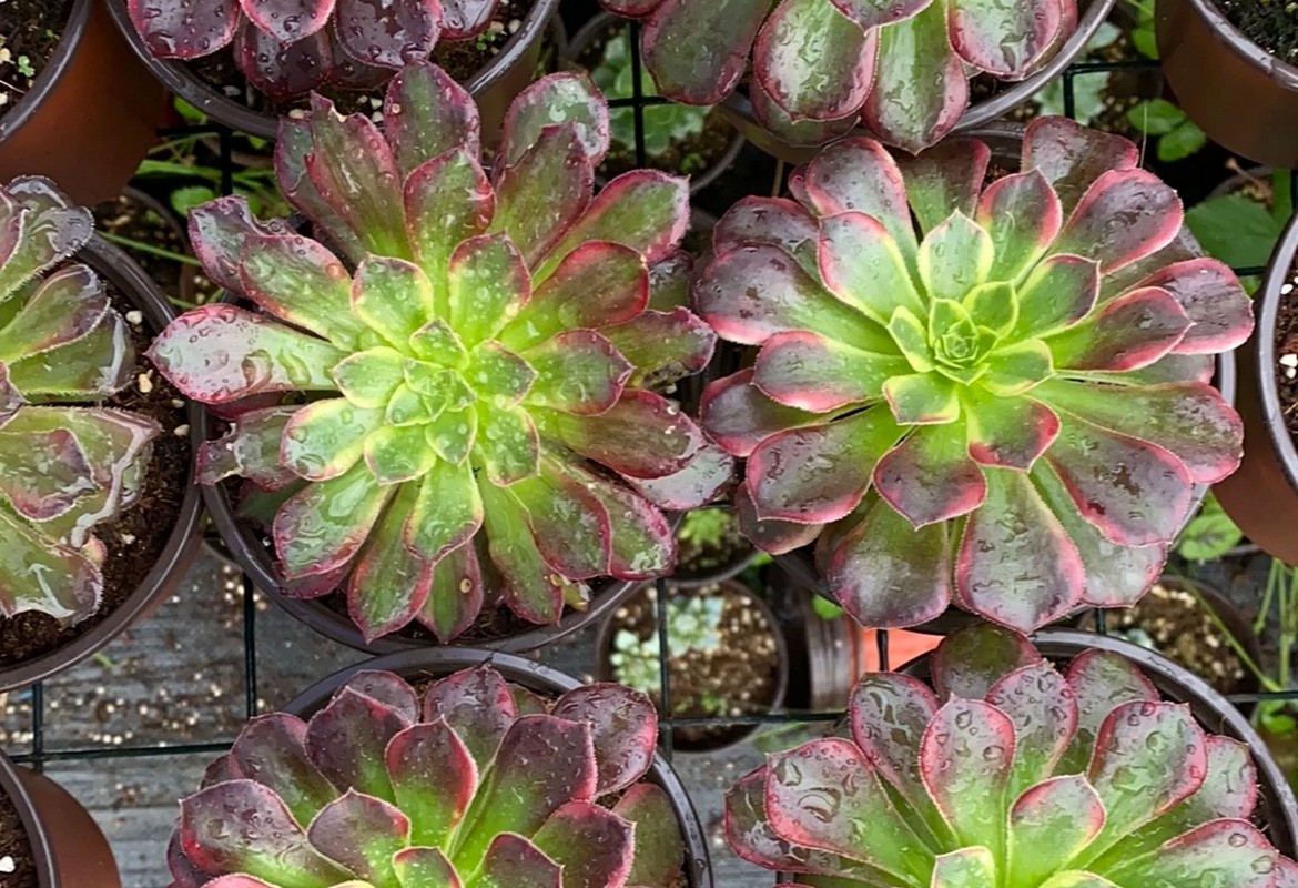 Aeonium 'Anna'