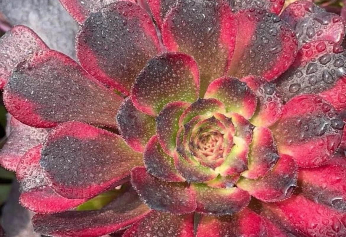 Aeonium 'Black King Kong'
