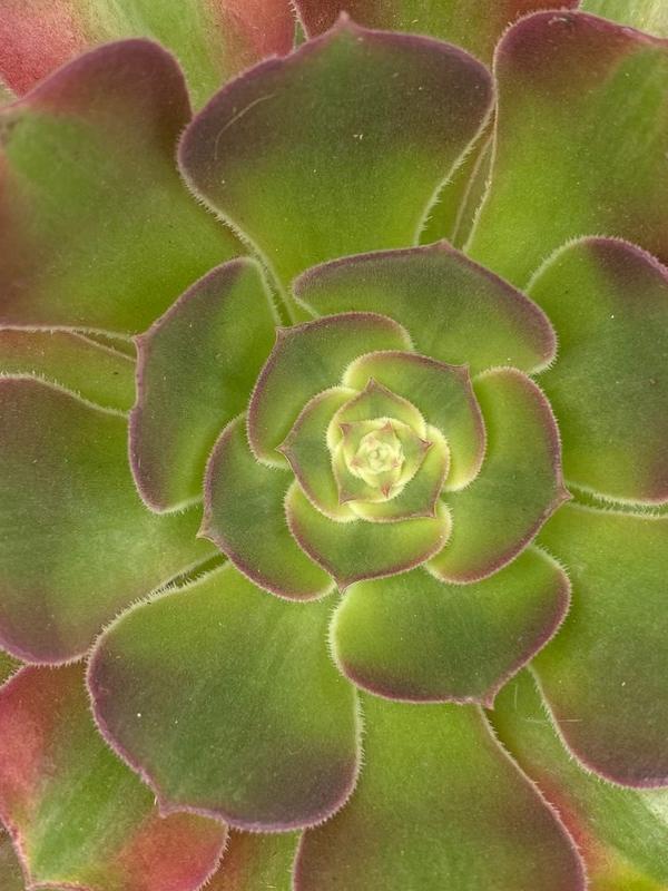Aeonium 'Athena'