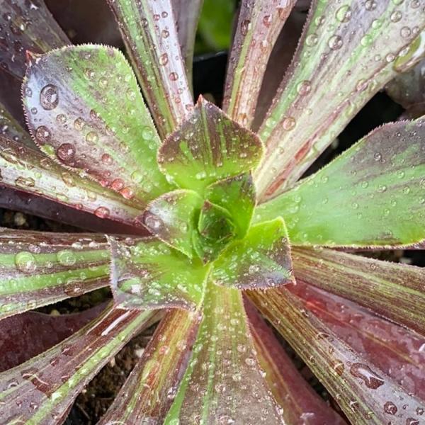 Aeonium 'Big Bang Plus'