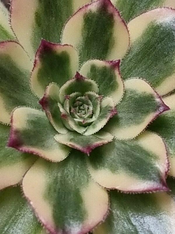 Aeonium 'Big Wave'