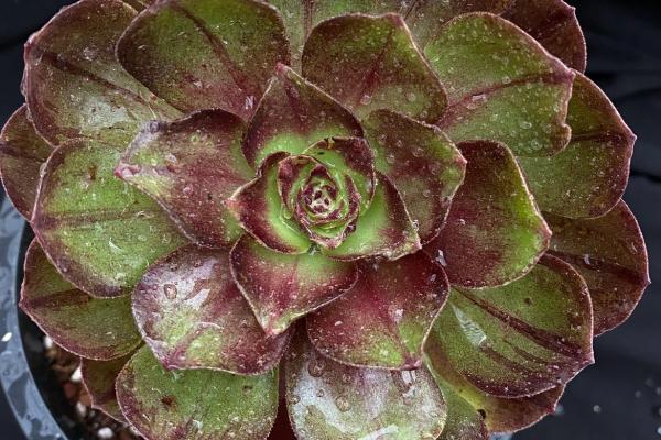 Aeonium 'Black Evil'