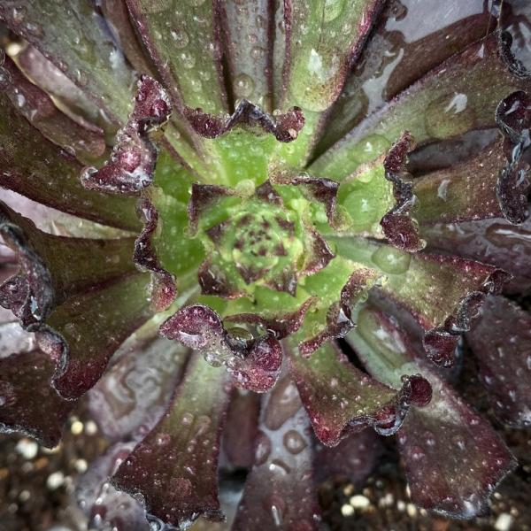 Aeonium 'Black Peony' (C) bestaeonium.com