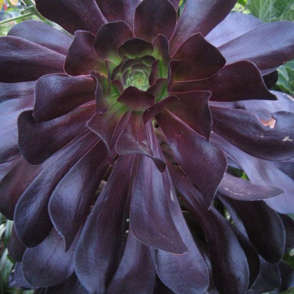 Aeonium 'Blackbeard'