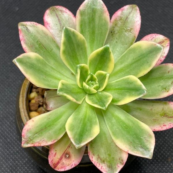 Aeonium 'Bronze Medal Variegated' syn A 'Green Tea'
