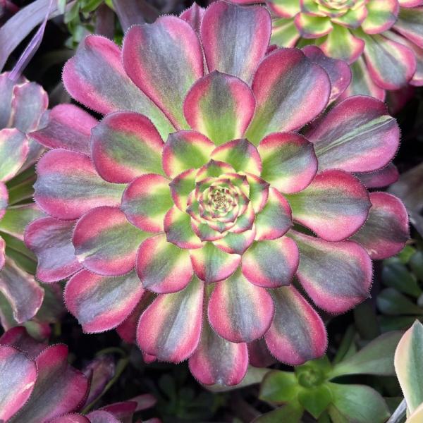 Aeonium 'Bronze Sparrow'