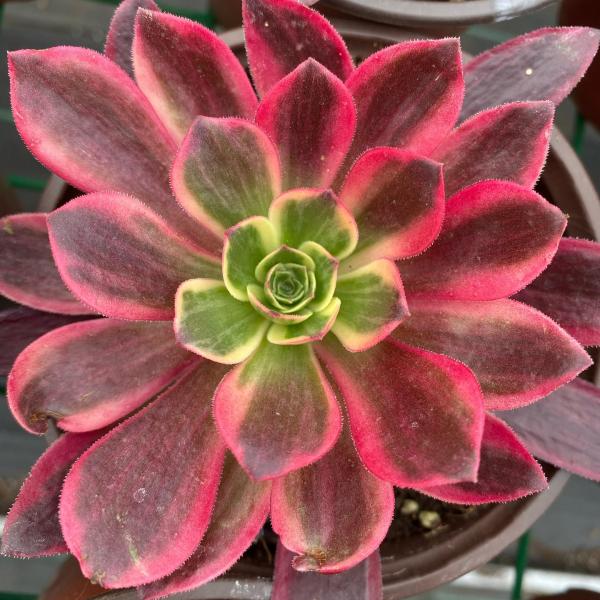 Aeonium 'Canary' (C) bestaeonium.com