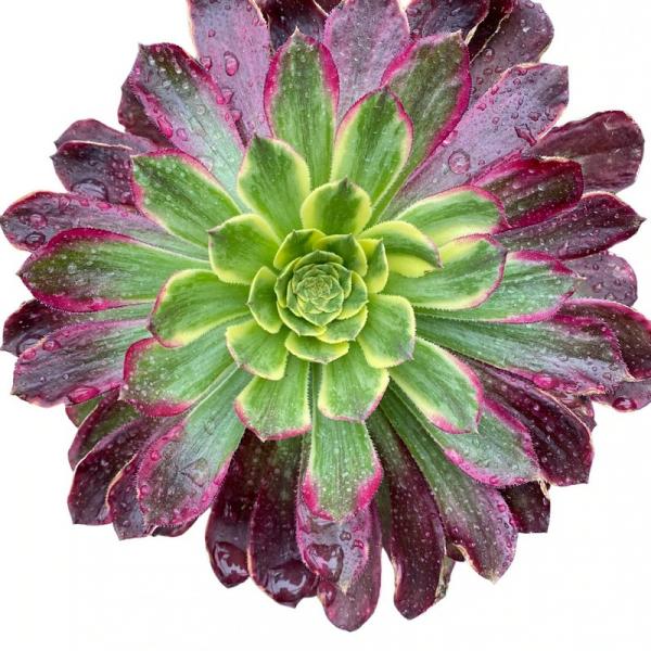 Aeonium 'Chang'e' (C) bestaeonium.com
