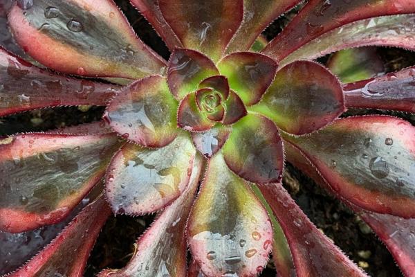 Aeonium 'Cornish Rose Variegated 3' (C) bestaeonium.com