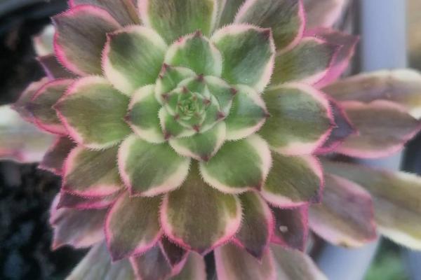 Aeonium 'Ecstasy' (C) bestaeonium.com