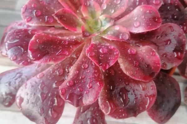Aeonium 'Eden' (C) bestaeonium.com