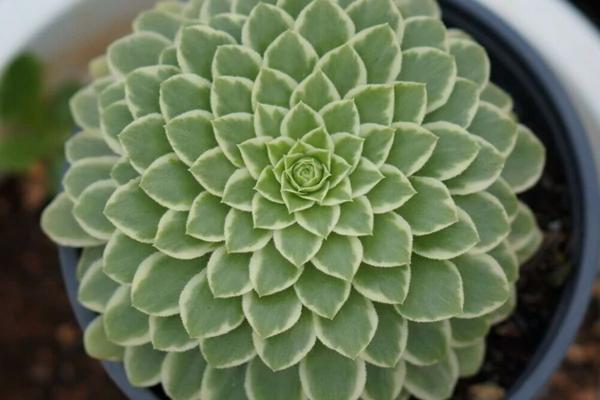 Aeonium 'Emerald Ice'