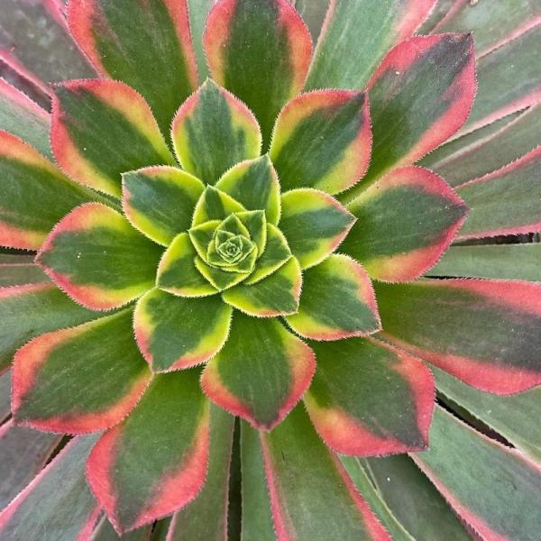 Aeonium 'Fiesta'