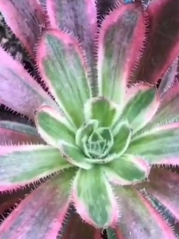 Aeonium 'Firecracker Variegated (C) bestaeonium.com