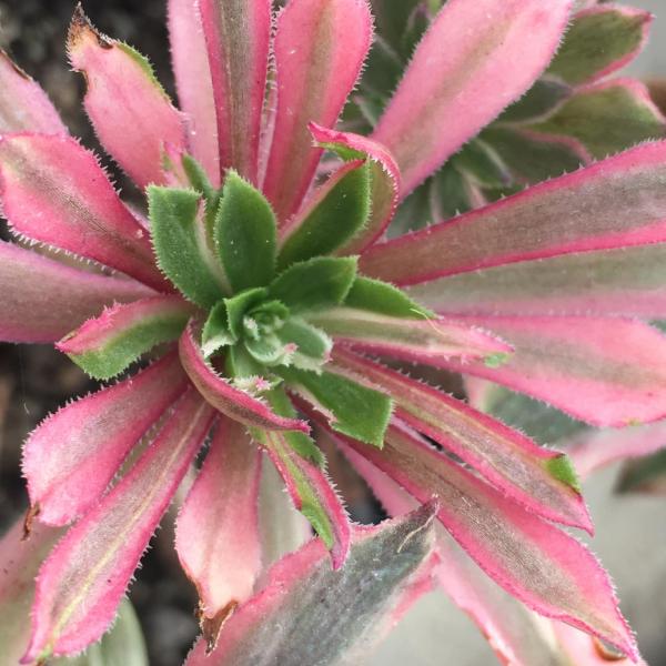 Aeonium 'Firely Pink Daisy' (C) bestaeonium.com