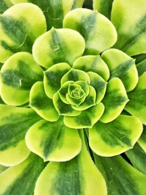 Aeonium 'Gold Emerald' (C) bestaeonium.com