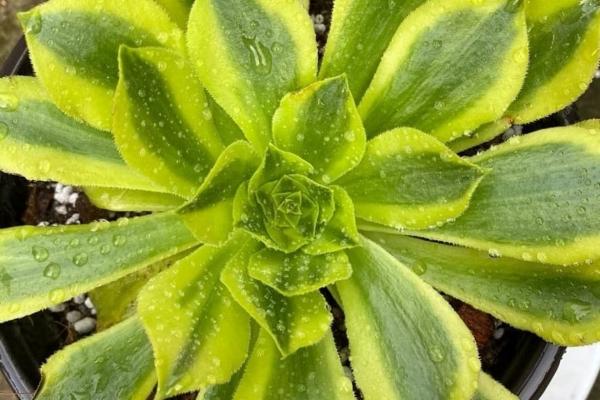 Aeonium 'Green Emarald' (C) bestaeonium.com