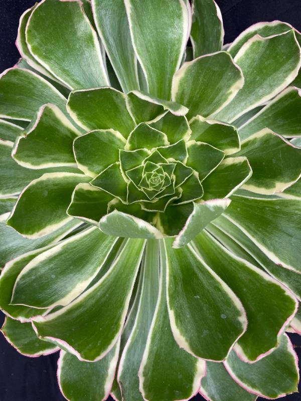 Aeonium 'Green Rose' (C) bestaeonium.com