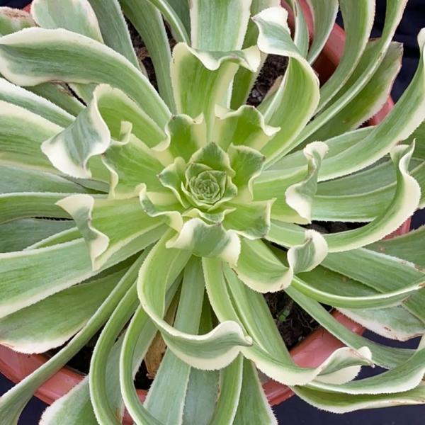 Aeonium 'Green Wave' (C) bestaeonium.com