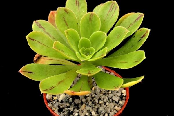 Aeonium holospathulatum (C) Surreal Cucculents