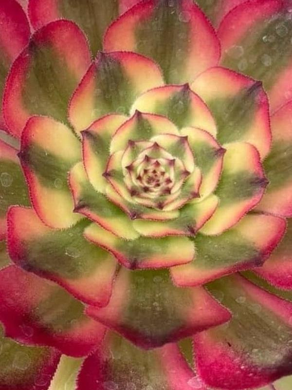 Aeonium 'Hongyan' (C) bestaeonium.com