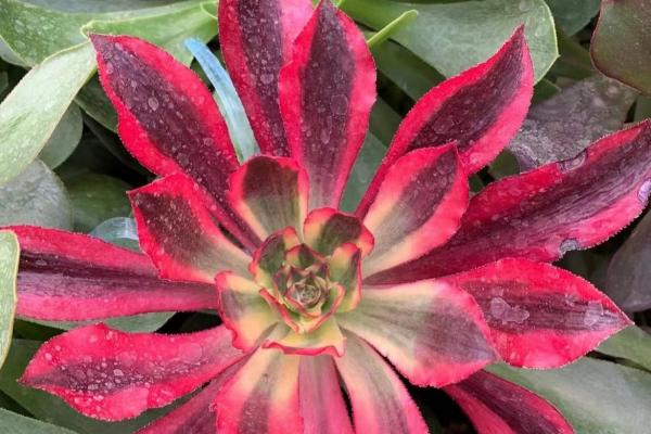 Aeonium 'Ice Warrior Variegate' (C) bestaeonium.com