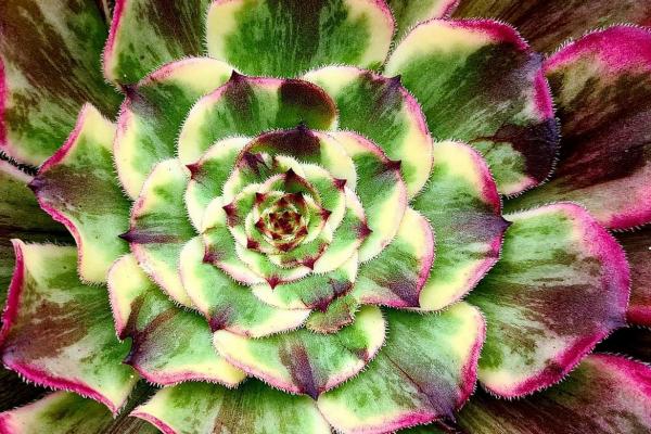 Aeonium 'Ink Painting' (C) bestaeonium.com