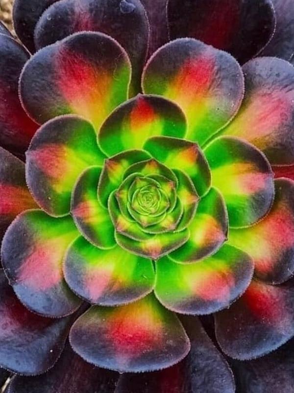 Aeonium 'Kilimanjaro' (C) bestaeonium.com