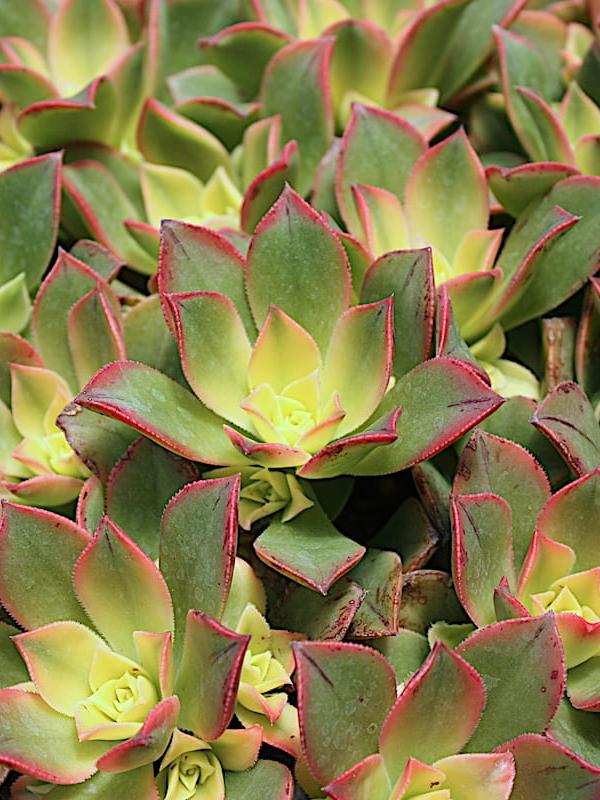 Aeonium 'Kiwi'