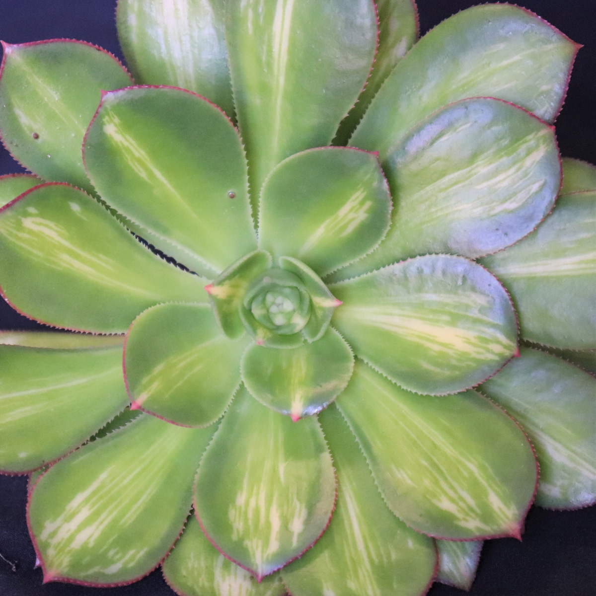 Aeonium Moonburst hd