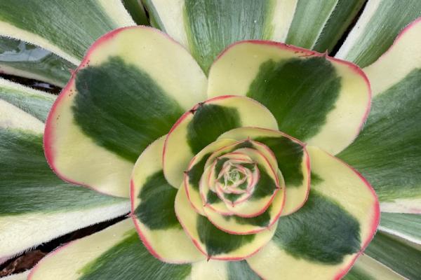 Aeonium 'Poseiden' (C) bestaeonium.com